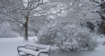 Danbury country park bench in the snow