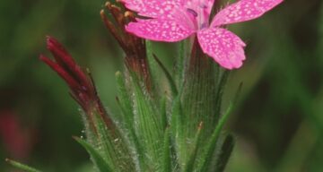 Deptford Pink Natural England
