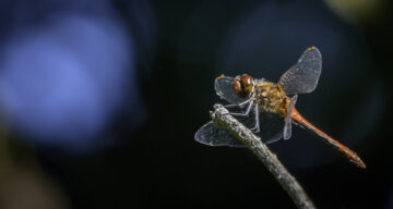 Dragonfly SW2
