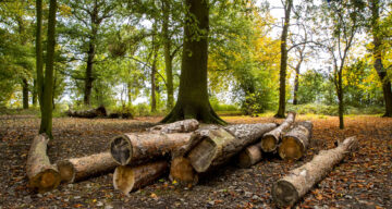 Logs on the forest floor