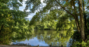 On the bank near a tree lined lake