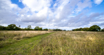 A large grass meadow with path running through it
