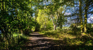 A secluded path surrounded by trees