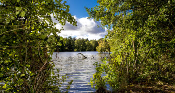 Peering through the bushes out onto the lake