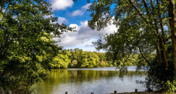 Lake and trees at Weald