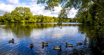 Ducks on a lake