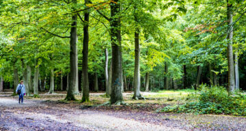 A forest path