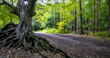 An old tree in a forest near a trail