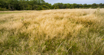 Grassland