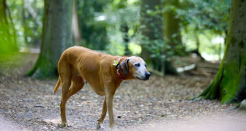 EE Thorndon Weald 24 0077