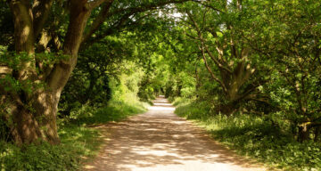 Flitch Way 1