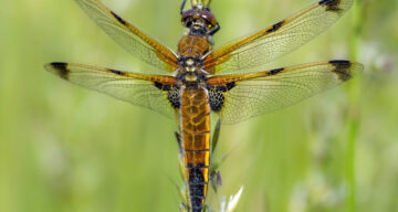 Four Spotted Chaser Insta SW205 2