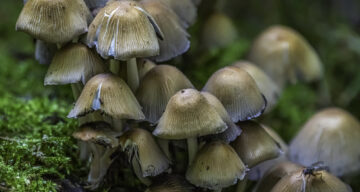Fungi in the forest
