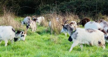 Hadleigh goat herd Jan 22