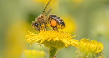 Honey Bee Ragwort Meadow 6x4 ET SW497
