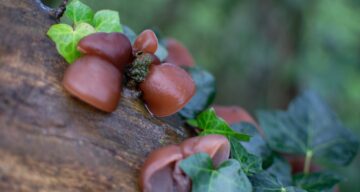 Jelly Ear