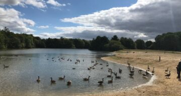 Lake and Geese