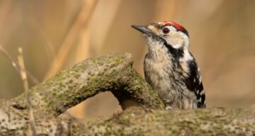 Lesser Spotted Woodpecker