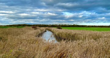 Marsh farm Nov 20 SF