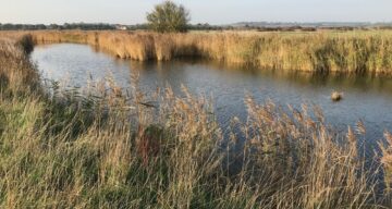 Marsh farm reed lined water
