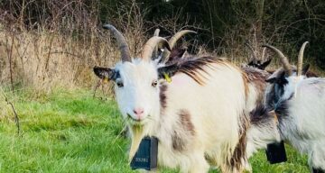 New goats arriving Jan 22