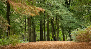 A Path Less Travelled