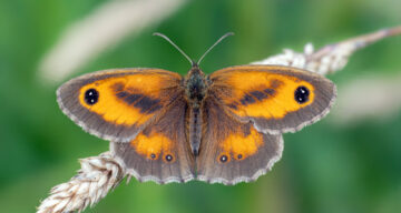 OM1 Gate Keeper Butterfly 6x4 Hi Res ET CL SW477