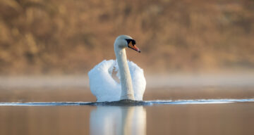 OM1 Swan Low Lying Fog 6x4 SW375 1