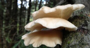 Ouster mushroom