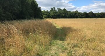 Path through meadow