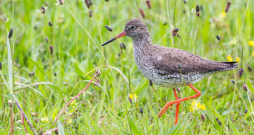 Redshank in field