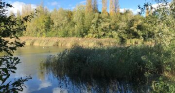 Reeds at Great Notley Lake