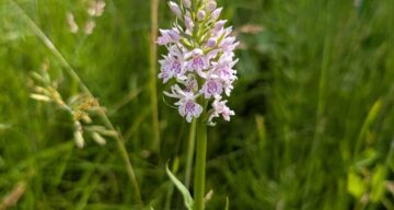 Rob Goodrick Common Spotted Orchid June 2025