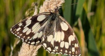 Rob Goodrick Marbled White