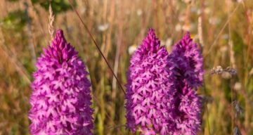 Rob Goodrick Pyramidal Orchid June 2025