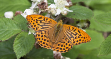 Silver Washed Fritillary