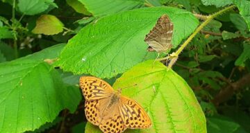 Silver washed fritillary butterflies by Belhus Park Ranger Tom Heenan