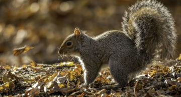 Squirrel in autumn leaves