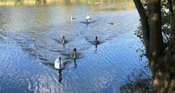 Swans on the lake at Great Notley