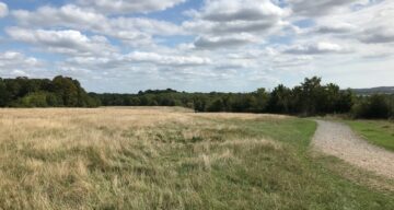 Thorndon South bridleway through pastures