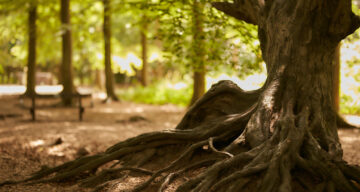 Thorndon Tree