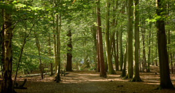 Thorndon Sept22 0001