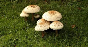 Toadstool