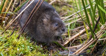 Water Vole