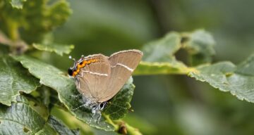 White Hairstreak 6474970 1920