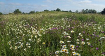 Wildflowers at Notley