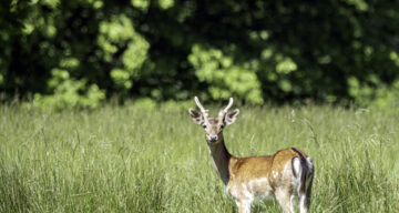 Young Fallow Deer Buck Meadow SW1