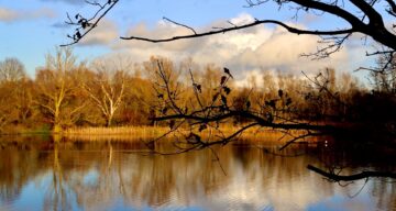 Belhus lake and tree winter SF
