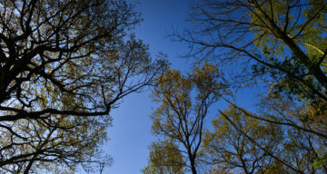 Looking into the tree canopy in a forest