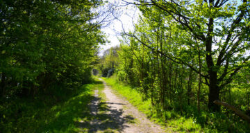A muddy trail through a forest